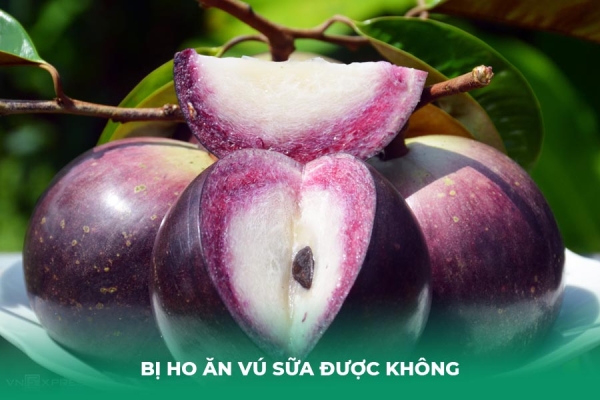 Bị Ho Ăn Vú Sữa Được Không Lời Giải Đáp Cần Biết