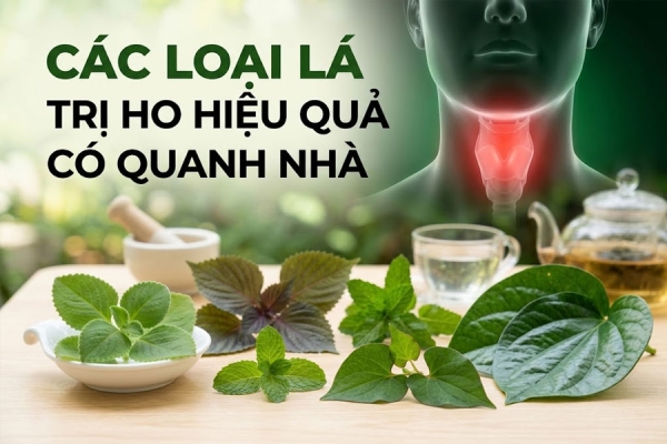 Các Loại Lá Trị Ho Hiệu Quả Có Quanh Nhà Và Lưu Ý Quan Trọng