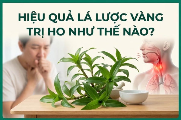 Hiệu Quả Lá Lược Vàng Trị Ho Như Thế Nào
