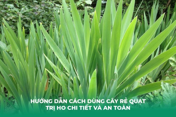 Hướng Dẫn Cách Dùng Cây Rẻ Quạt Trị Ho Chi Tiết Và An Toàn