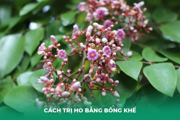 Hướng Dẫn 04 Cách Trị Ho Bằng Bông Khế Hiệu Quả Tại Nhà