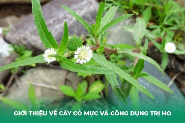 4 Cách Trị Ho Bằng Cây Cỏ Mực Hiệu Quả Và An Toàn Tại Nhà