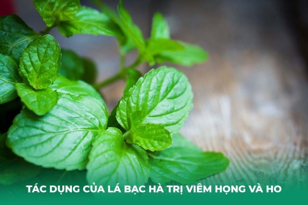 5 Cách Trị Ho Bằng Lá Bạc Hà Đơn Giản Và Hiệu Quả Tại Nhà