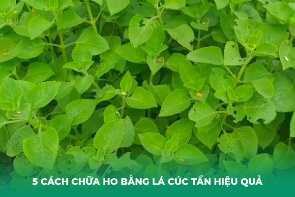 5 Cách Chữa Ho Bằng Lá Cúc Tần Hiệu Quả, Dễ Làm Tại Nhà