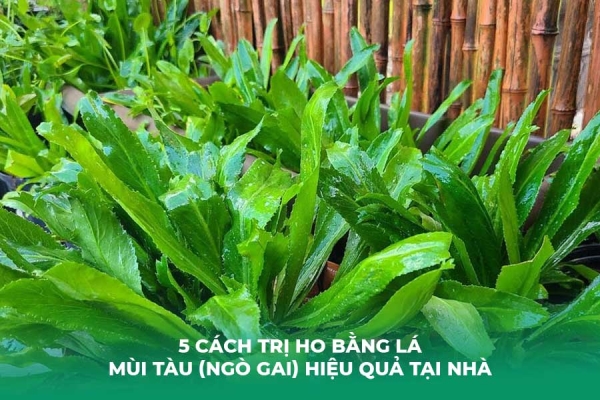 5 Cách Trị Ho Bằng Lá Mùi Tàu Ngò Gai Hiệu Quả Tại Nhà