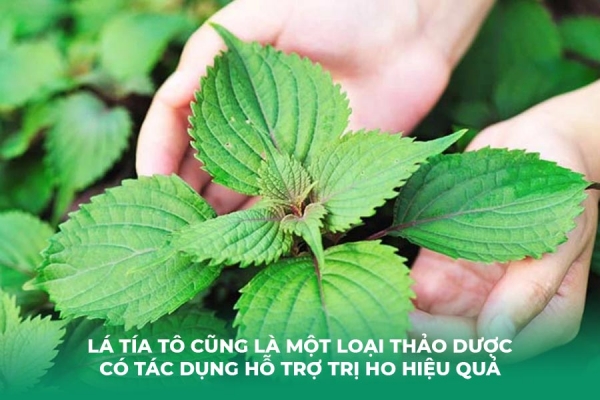 6 Cách Trị Ho Bằng Lá Tía Tô Hiệu Quả An Toàn Tại Nhà
