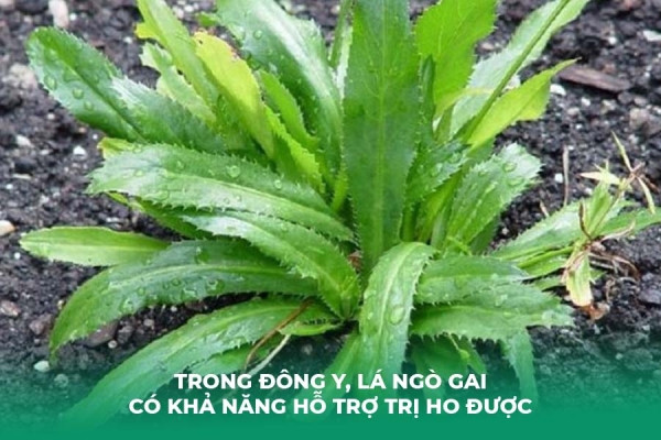 5 Cách Trị Ho Cho Bé Bằng Lá Ngò Gai An Toàn Tại Nhà