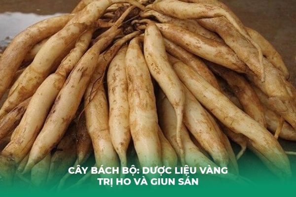 Cây Bách Bộ: Dược Liệu Vàng Trị Ho Và Giun Sán