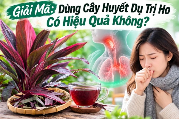 Giải Mã: Dùng Cây Huyết Dụ Trị Ho Có Hiệu Quả Không