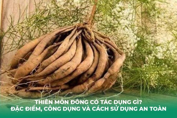 Thiên Môn Đông Có Tác Dụng Gì Đặc Điểm, Công Dụng Và Cách Sử Dụng An Toàn