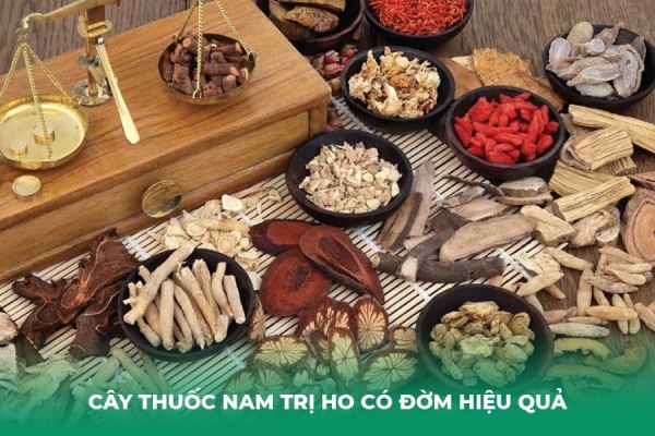 Top 11 Cây Thuốc Nam Trị Ho Có Đờm Hiệu Quả, Dễ Tìm Quanh Nhà