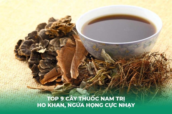 Top 9 Cây Thuốc Nam Trị Ho Khan, Ngứa Họng Cực Nhạy