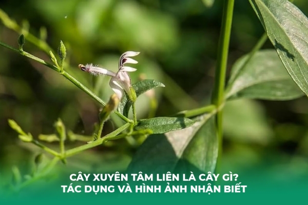 Cây Xuyên Tâm Liên Là Cây Gì Tác Dụng Và Hình Ảnh Nhận Biết