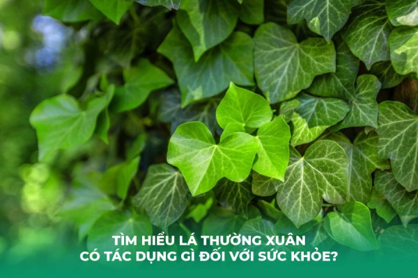 Tìm hiểu lá thường xuân có tác dụng gì đối với sức khỏe