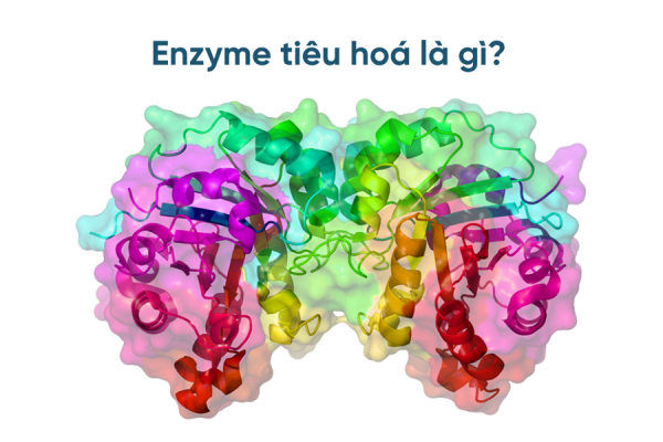 Enzyme tiêu hoá là gì Vì sao cơ thể cần enzyme để tiêu hoá thức ăn