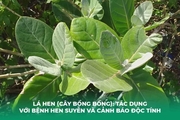 Lá Hen Cây Bồng Bồng : Tác Dụng Với Bệnh Hen Suyễn Và Cảnh Báo Độc Tính