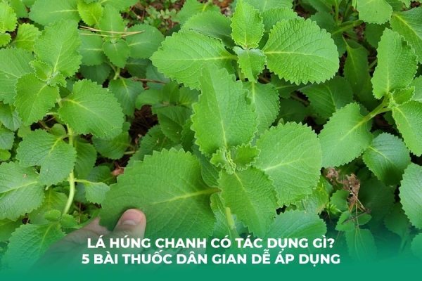 Lá Húng Chanh Có Tác Dụng Gì 10 Công Dụng Nổi Bật Và 5 Bài Thuốc Dân Gian Dễ Áp Dụng