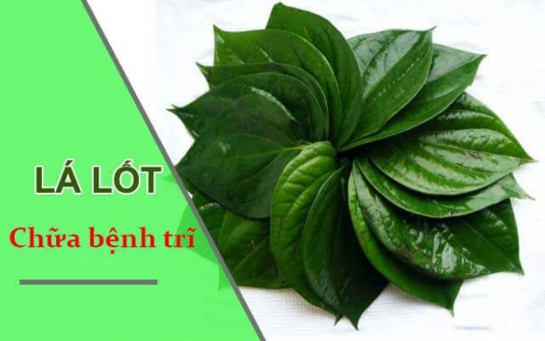 Lá Lốt Bài thuốc nam chữa trĩ cực hay