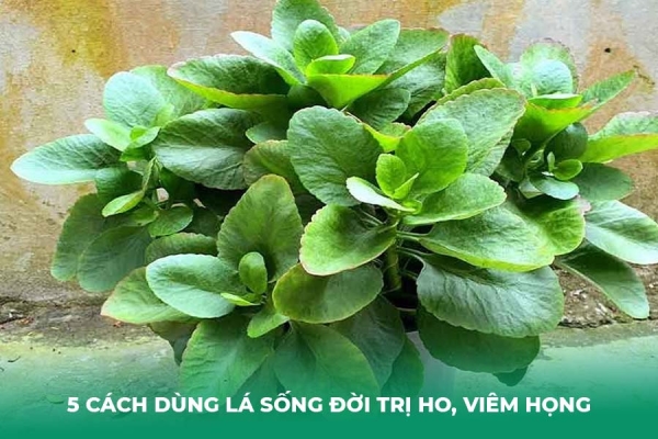 5 Cách Dùng Lá Sống Đời Trị Ho, Viêm Họng Hiệu Quả Tại Nhà
