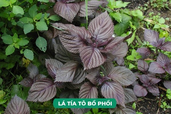 Uống Lá Cây Gì Tốt Cho Phổi Điểm Danh Top 6 Loại Lá Bổ Phổi Lành Tính, Hiệu Quả