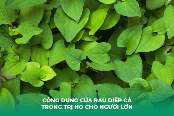 Hé Lộ Phương Pháp Dùng Rau Diếp Cá Chữa Ho Cho Người Lớn Đúng Cách