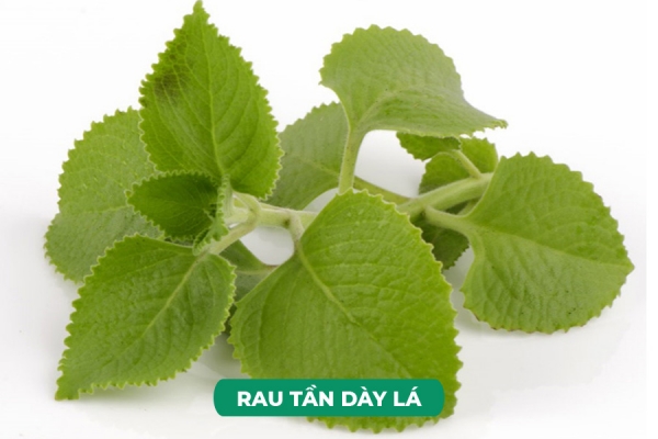Cách Giảm Ho Với Rau Tần Dày Lá