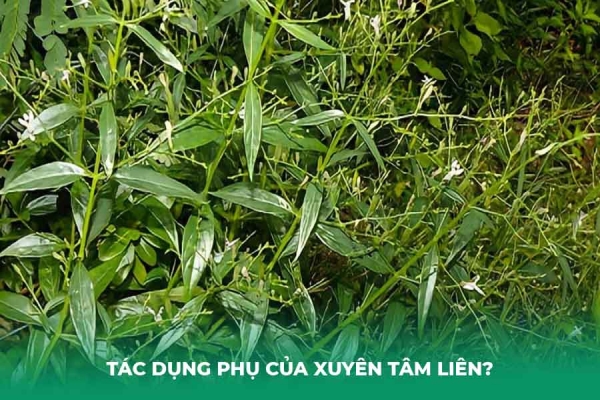 8 Tác Dụng Phụ Của Xuyên Tâm Liên