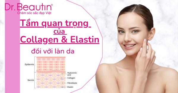 Khám phá bí mật về tầm quan trọng của Collagen và Elastin đối với làn da