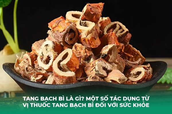 Tang Bạch Bì Là Gì Một Số Tác Dụng Từ Vị Thuốc Tang Bạch Bì Đối Với Sức Khỏe