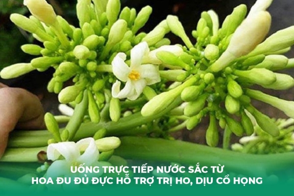 5 Cách Trị Ho Bằng Bông Đu Đủ Đực Hiệu Quả