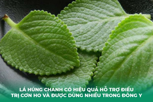 Mẹo Giải Cảm Trị Ho Bằng Lá Húng Chanh Hiệu Quả Tại Nhà