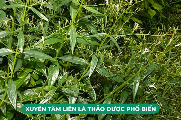 Giải đáp: Uống Xuyên Tâm Liên hàng ngày có tốt không