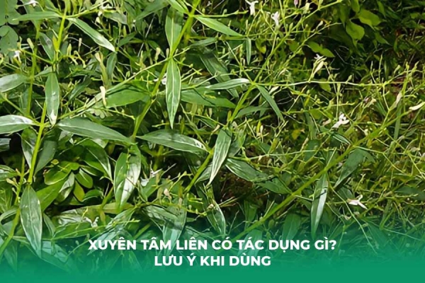 Xuyên Tâm Liên Có Tác Dụng Gì Lưu Ý Khi Dùng