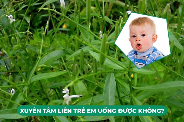 Xuyên Tâm Liên Trẻ Em Uống Được Không Liều Dùng Xuyên Tâm Liên Cho Trẻ Em