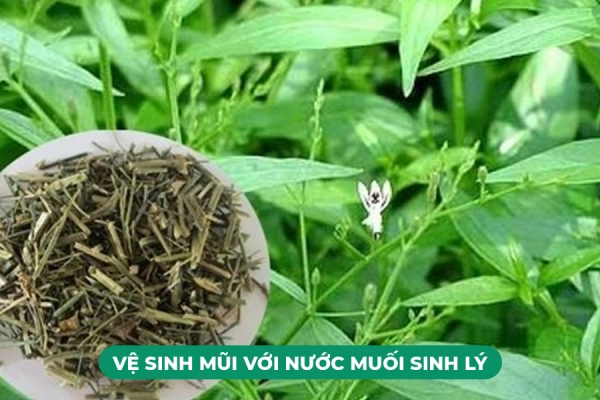 Xuyên Tâm Liên Trị Bệnh Gì Tác Dụng Và Các Lưu Ý Khi Dùng